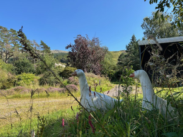 the_geese.jpg